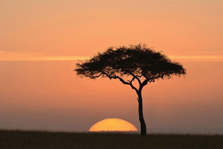 Photo of an Acacia tree at sunset in Africa